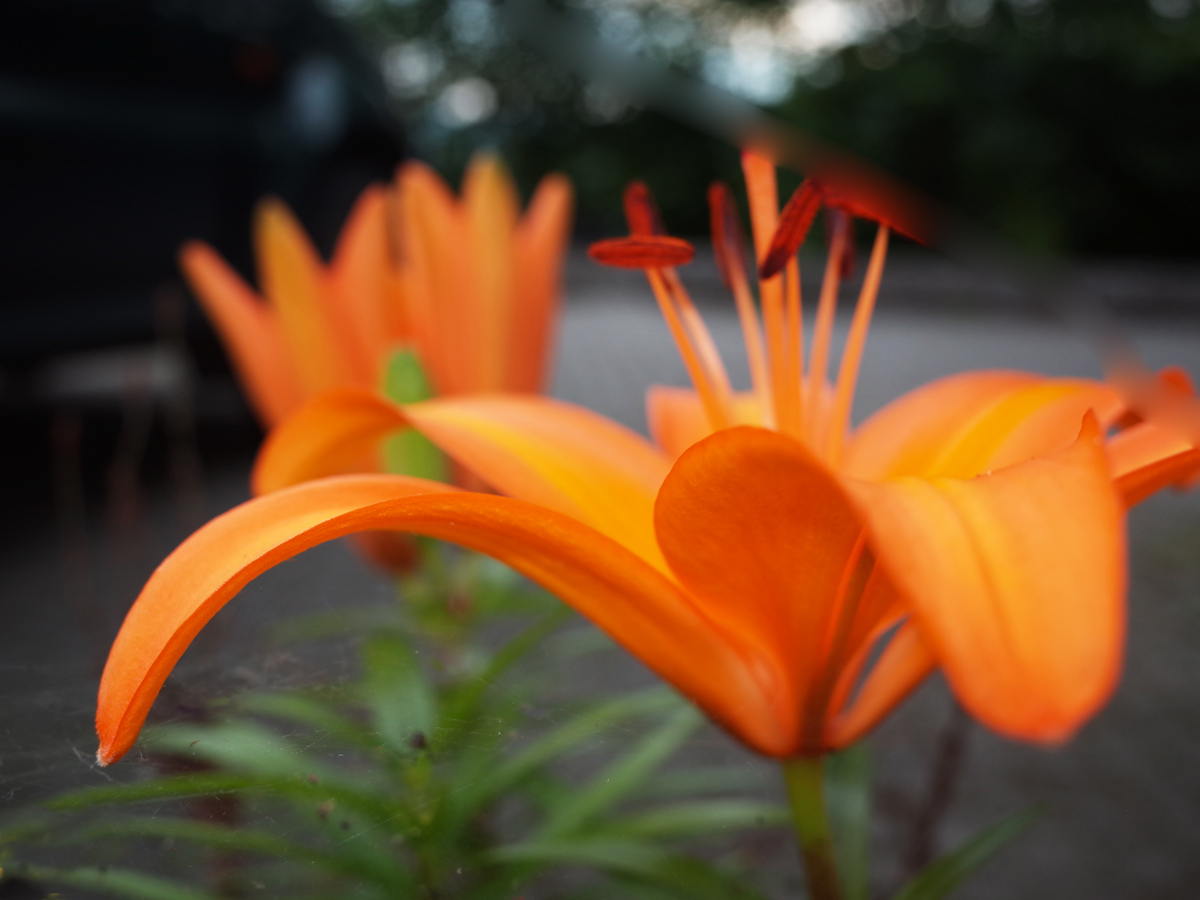 1253 :: Orange lilies